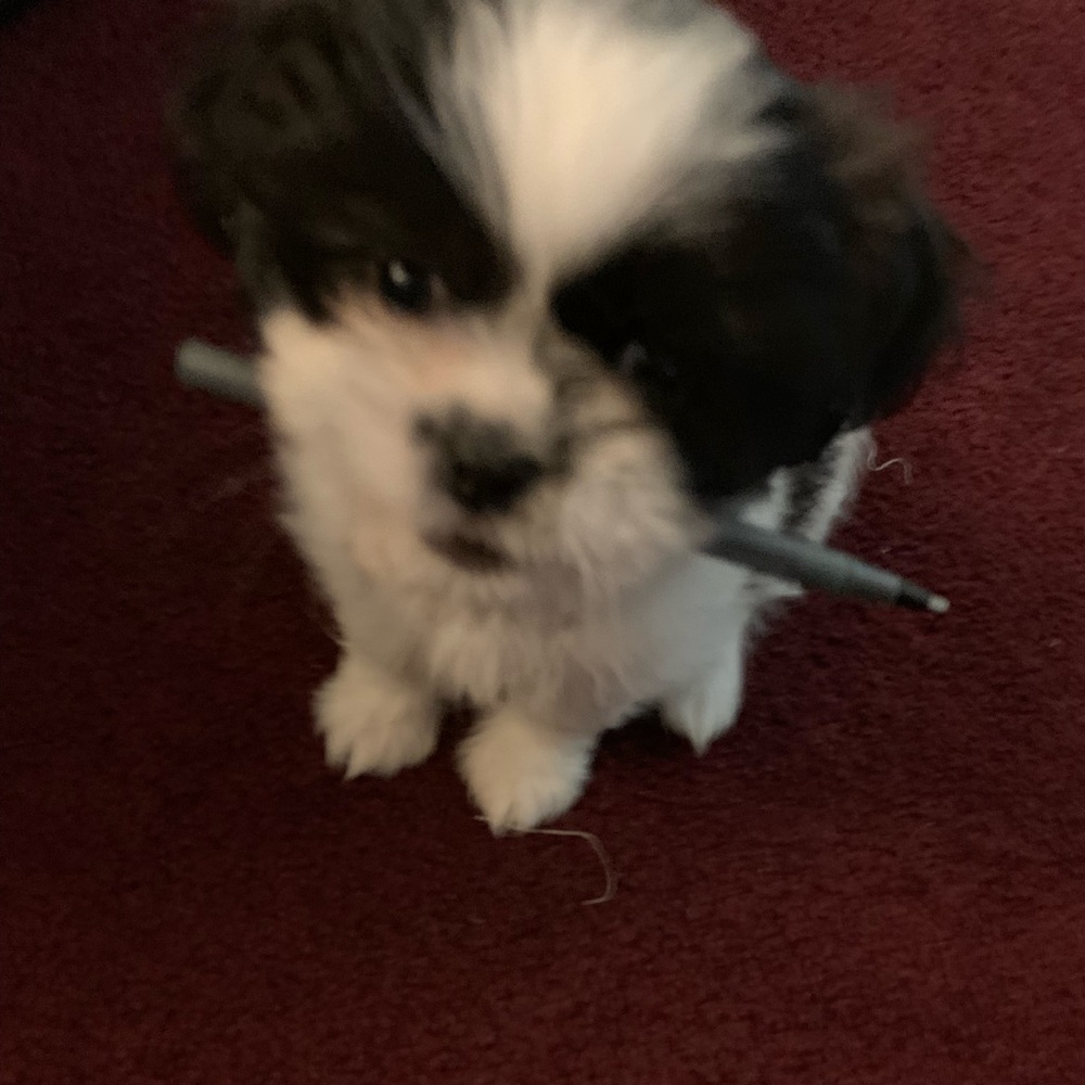 Meet your Posher, Cynthia